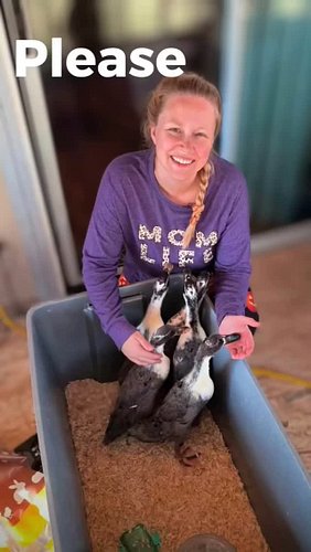 Let's be friends!

 #friends #support #homestead #farmlife #homegrown #ducks #chickens #backyardfarming #kunekune #dogs #Cats...