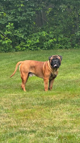 Bruce 👀‼️ GH😈ST✖️AMOR son 🥶. Might have to repeat this breeding 😳🤷🏽‍♂️. Thank you for the update, Doherty family!! @keara_doh...