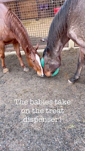 These guys figured out the horse treat dispenser way faster than I thought they would!! 

#horses #horsesofinstagram #horseto...