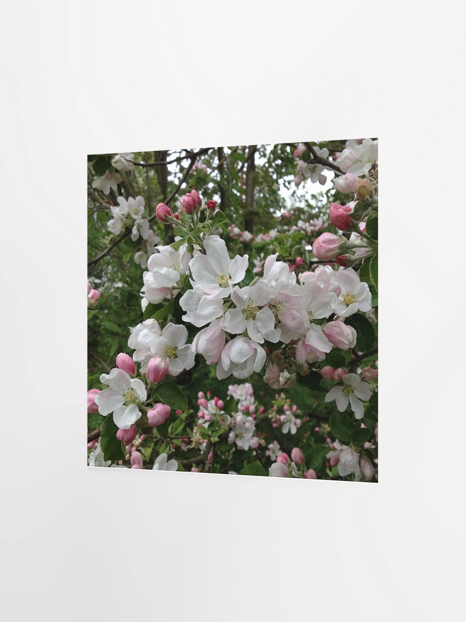 Apple Blossoms I product image (2)