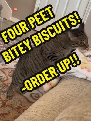 O’Malley is making his specialty! Four Peet Bitey Biscuits! #cat #catsoftiktok #biscuits #cute #lmao #funny