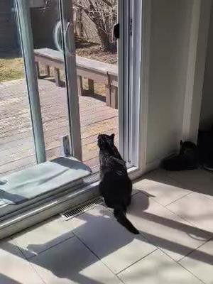 A hunter… in training #funny #cats 