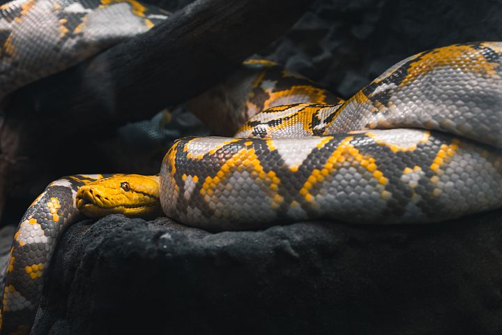 Mochino Reticulated Python #1 product image (1)
