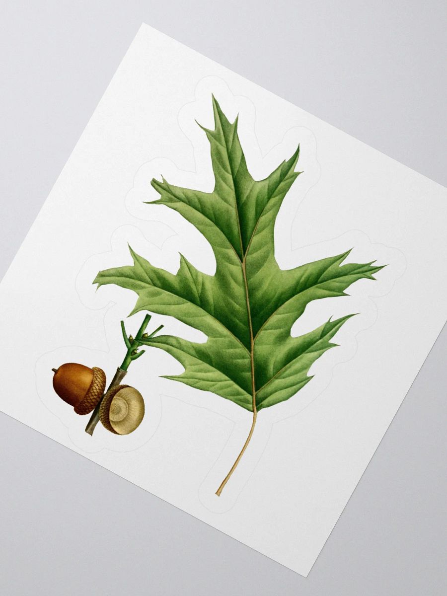 Red Oak Sticker product image (2)