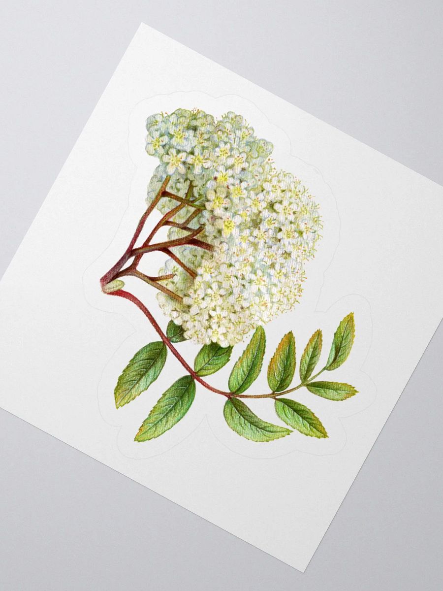 Tiny white flowers sticker product image (3)