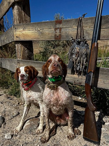 Yesterday we set out for our first quail hunt of the year. Jasper has been struggling with gun shyness. He’s been on a couple...