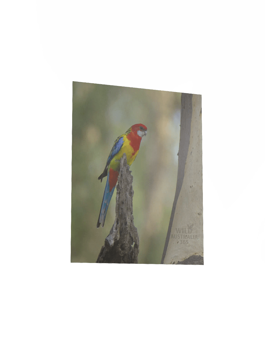 Eastern Rosella. product image (7)