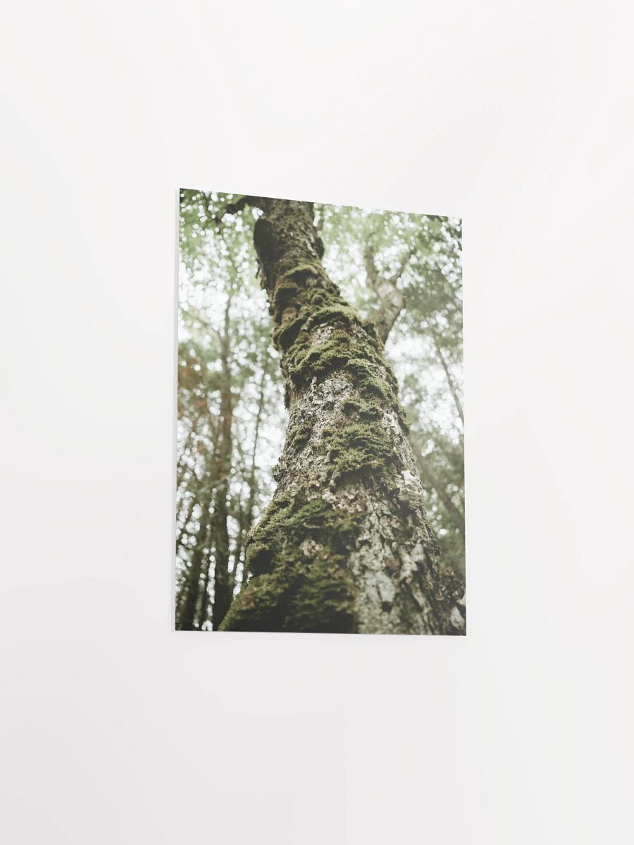 “The Old Ones” – Mossy Forest Tree Art Print product image (22)
