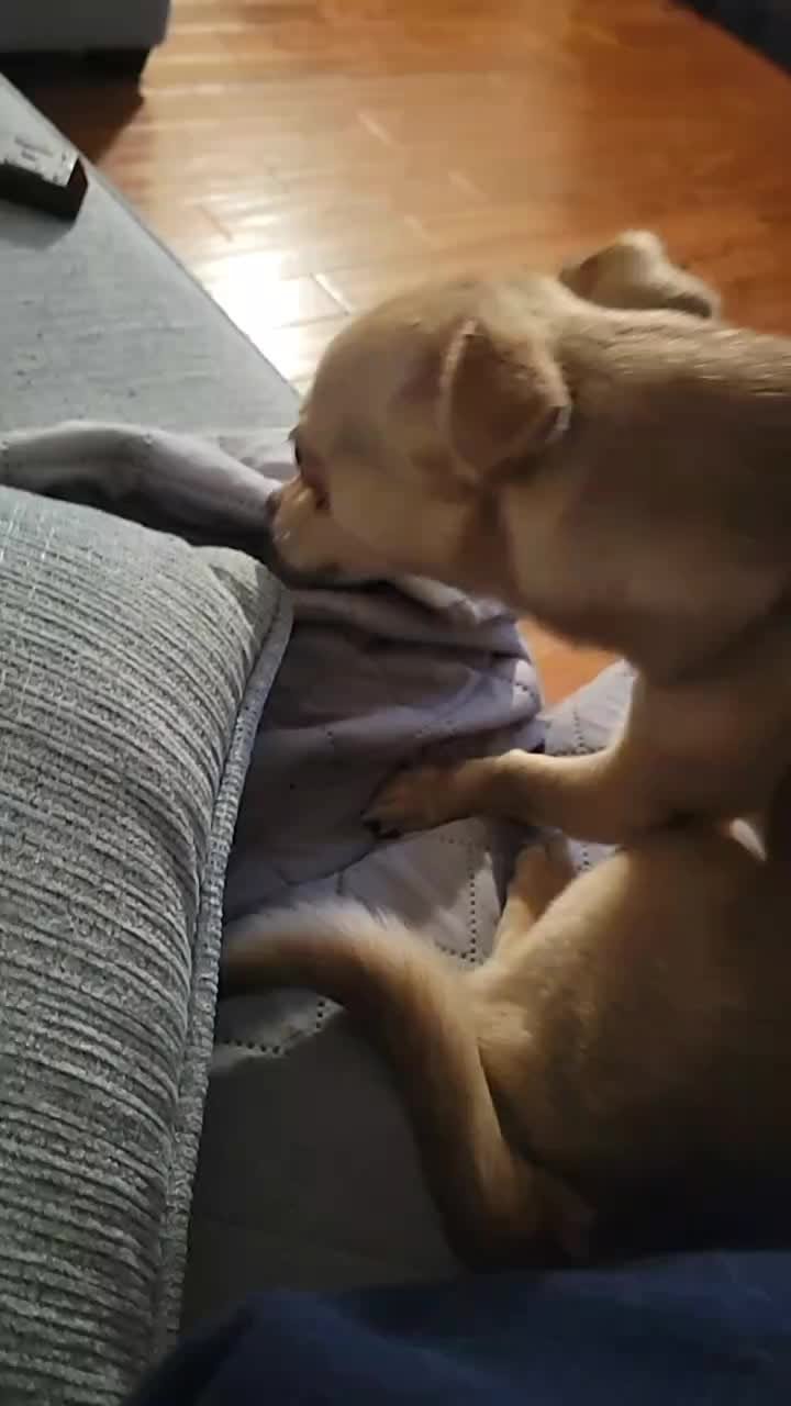I knew he was clingy for a reason!! #dog #AI #familiar 
