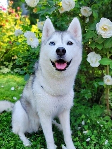 🌼🌺 Kind of a big announcement... ⬇️

Skaya is going to be turning 6 years old in less than a month! 🥺💕

(STOP MOVING FORWARD,...