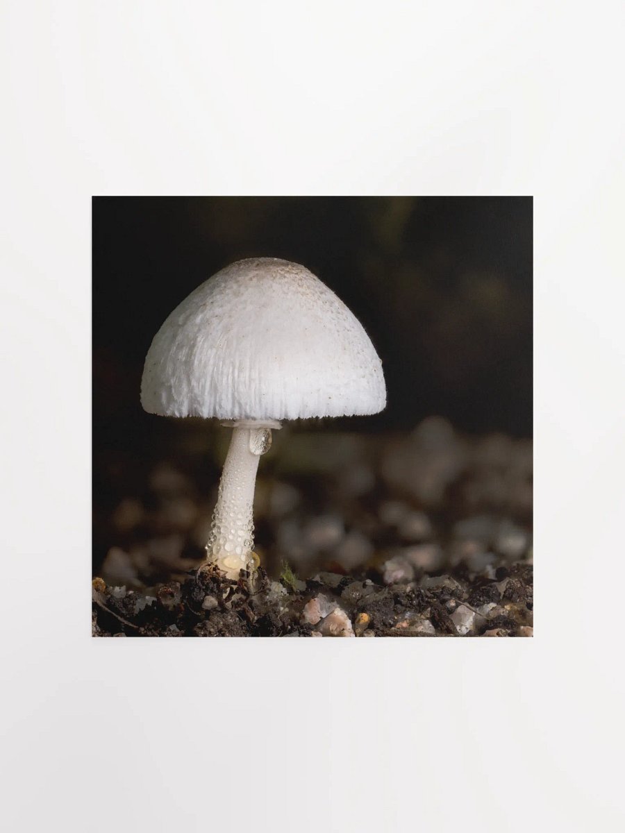 Leucocoprinus Print product image (2)