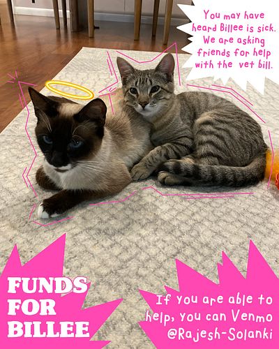 Hi Friends! If you haven’t heard, our cat Billee has been sick. She was throwing up nightly, was super lethargic, and wouldn’...