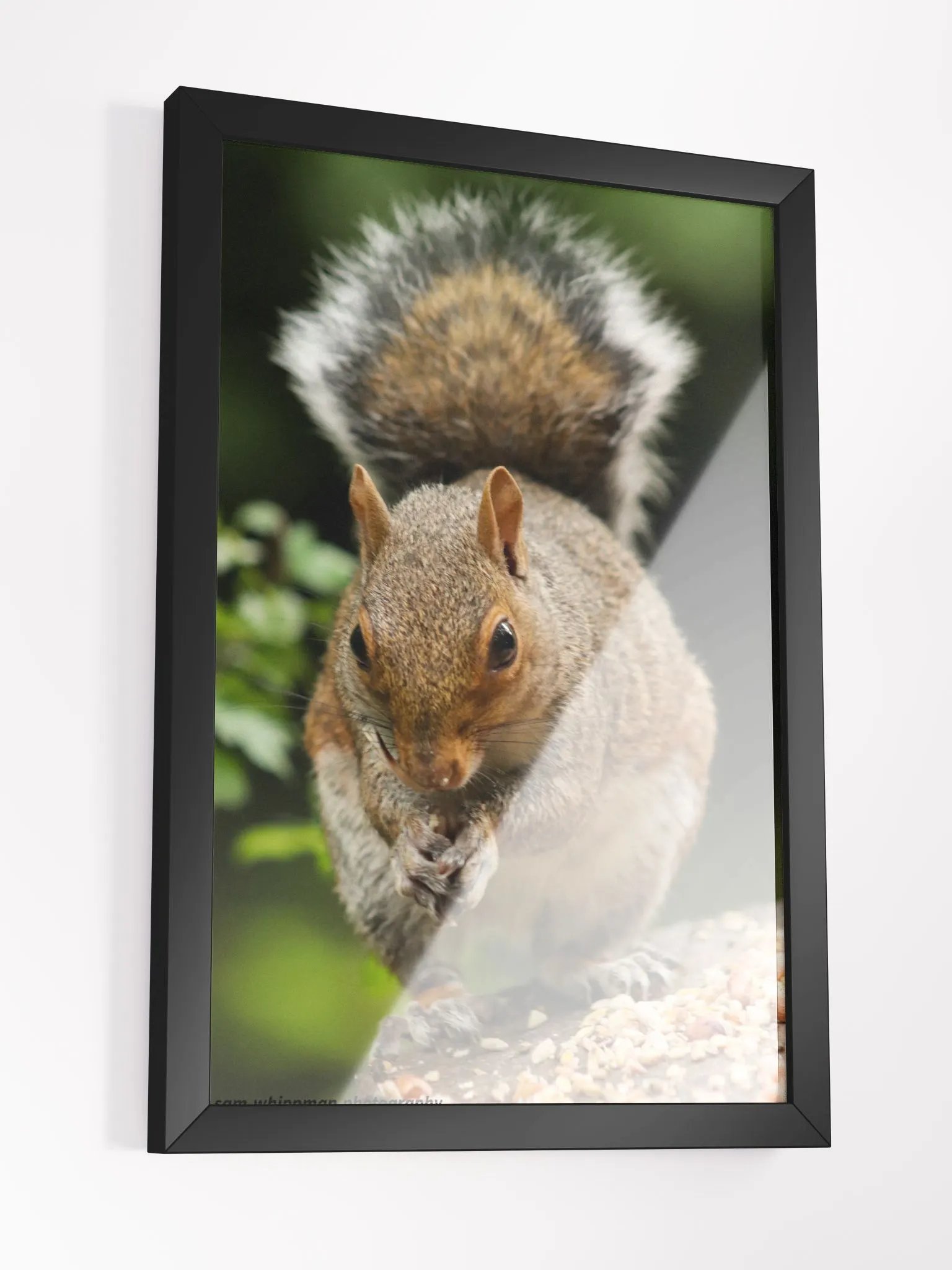 Squirrel Framed Matte Finish Prints product image (3)