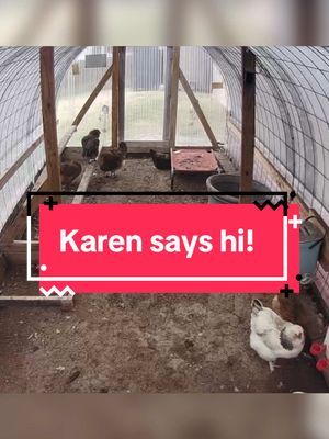 We have been on the trail and away from our chickens for a month. Opened the camera up to see them and talk to them…I didn’t realize one learned to speak human while we have been gone 😂 #backyardchickens #chickensoftiktok 