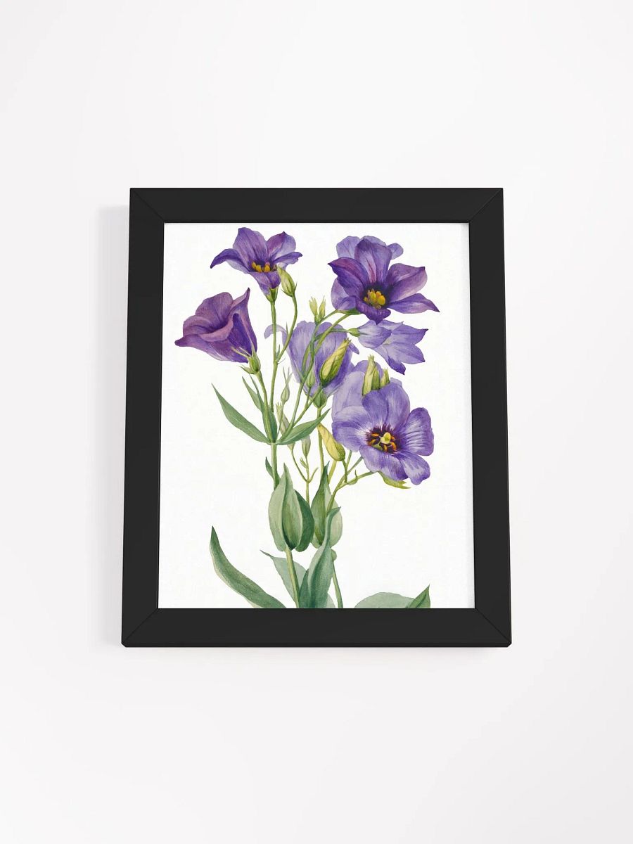 Eustoma Russelianum Wall Art. product image (3)