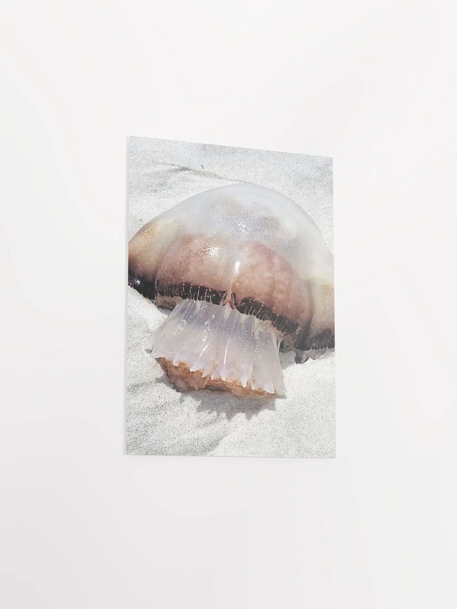 Jellyfish product image (34)