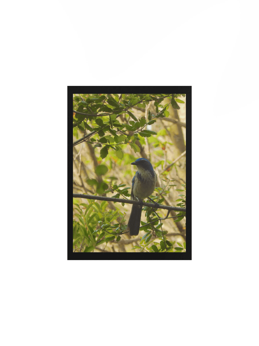 Jay product image (1)