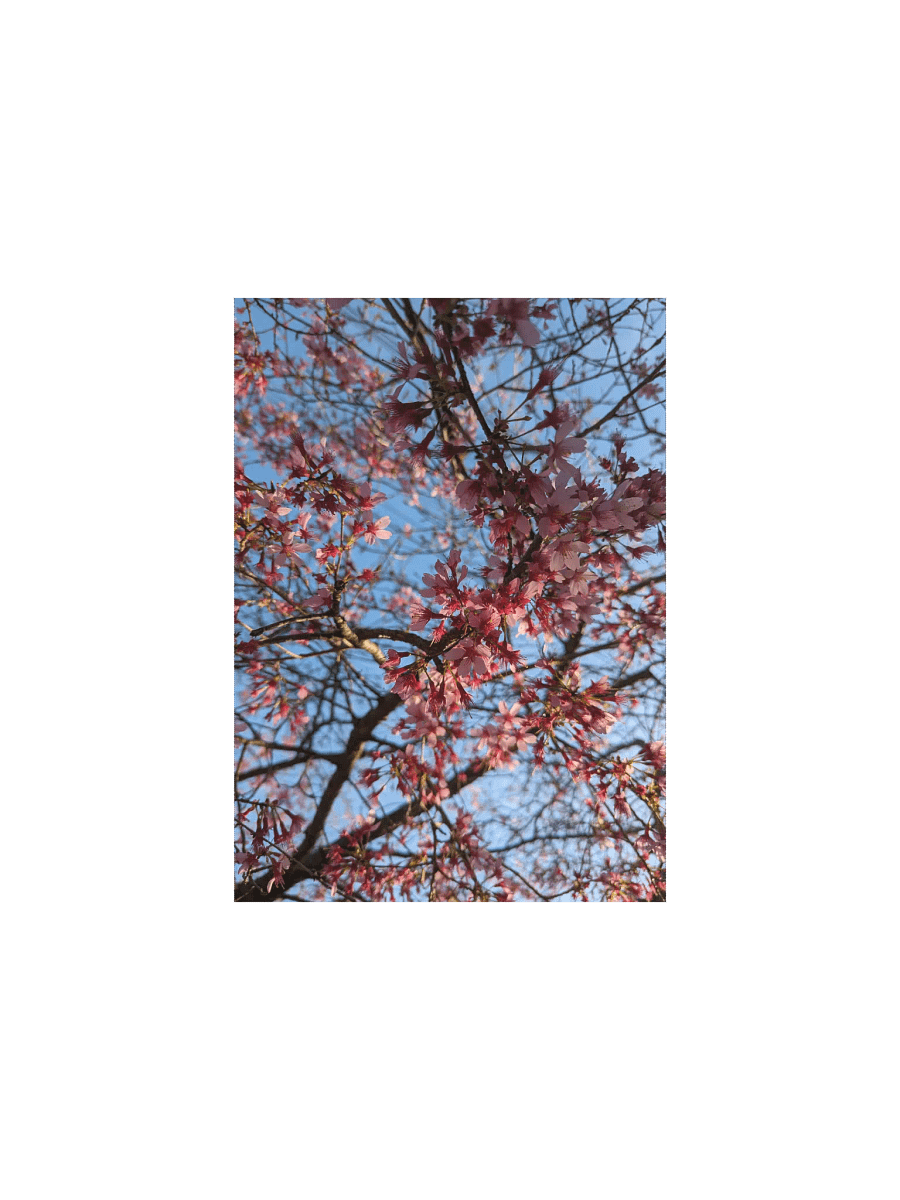 Baby Blossoms Poster product image (1)