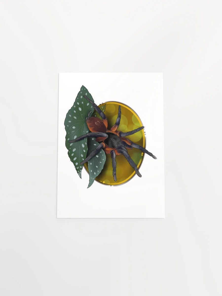 Davus sp Panama product image (11)