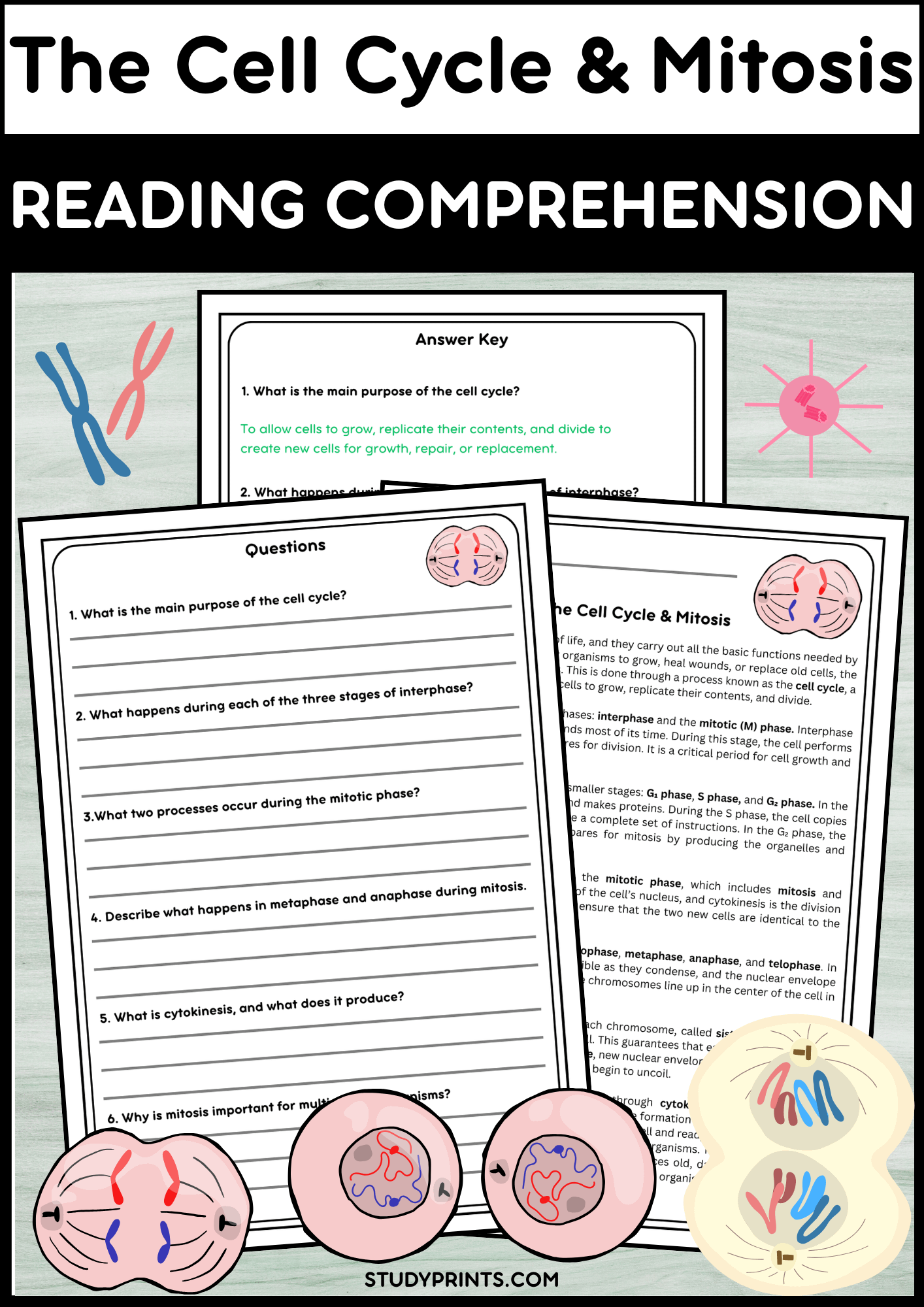 The Cell Cycle & Mitosis Reading Comprehension Passage with Questions & Answers product image (1)