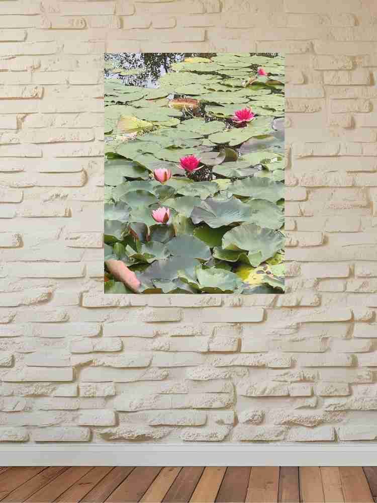 Pink Water Lilies in a Pond product image (3)