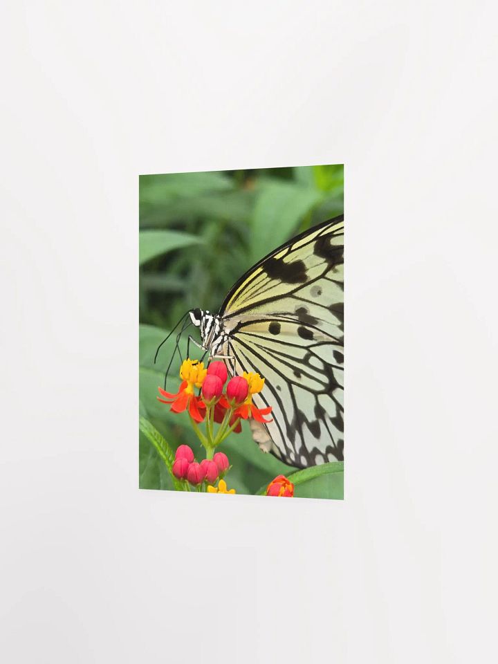 Paper Kite Tropical Butterfly Poster 5x7" product image (1)