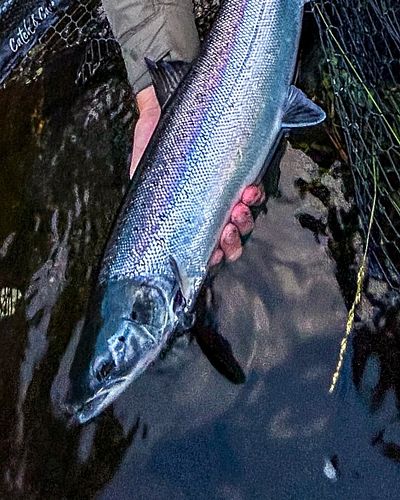 Tilbakeblikk til første gangen jeg fikk laks på flue på land

 – for en opplevelse! 🐟💥 

Selv om det ikke var den største lak...