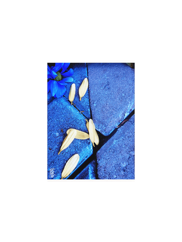Blue Flower and Yellow Petals product image (1)