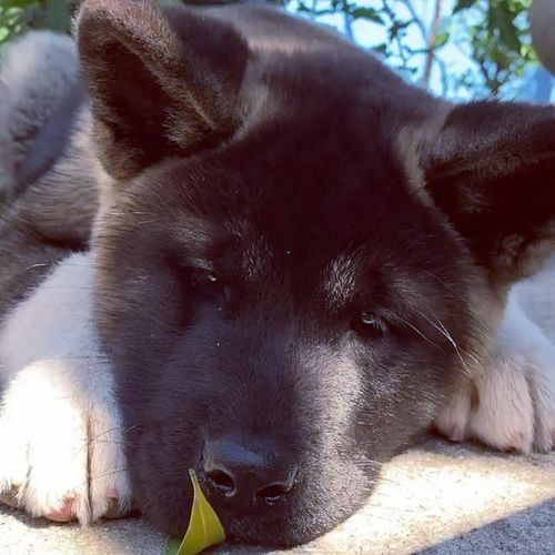 In isolation with this Baby🥰❤️
.
.
.
.
#staysafe #stayhome #akitaobsession #akita #akitasofinstagram #cutepuppies #cutepuppyp...