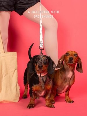 we moved into a 3rd floor apartment! @freshpatch #freshpatch #dachshunds #ballettok #dachshundsoftiktok #minidachshund 