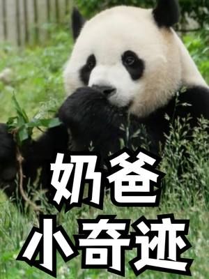 王奶爸懂了小奇迹的依赖，小奇迹知道王奶爸的守护