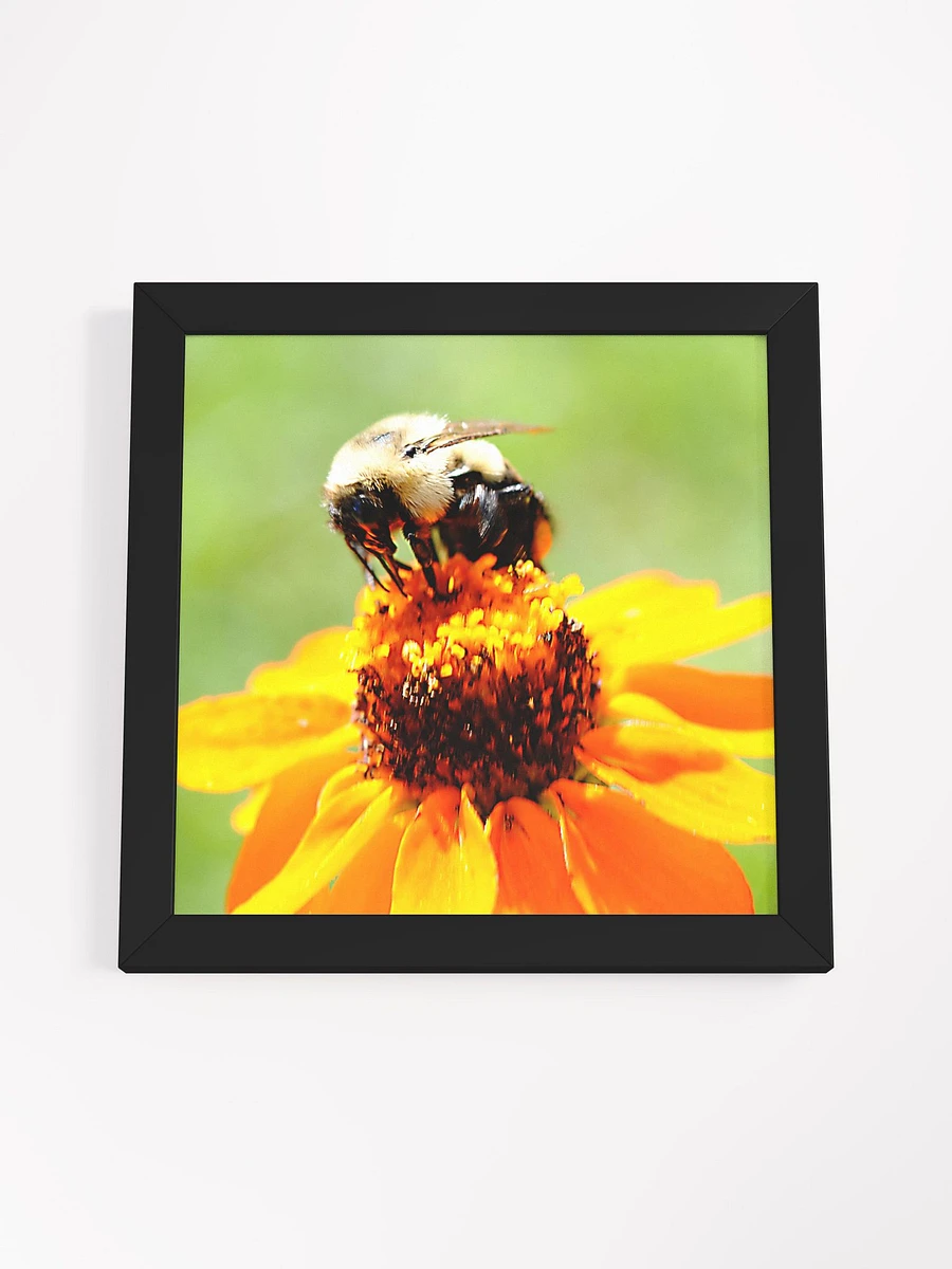 Bee On a Flower Framed Poster product image (55)