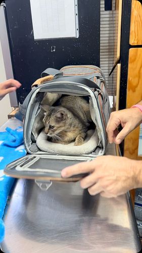 Palmerito on his weekly vet visit. His eye looks to be improving and he is very happy at his foster home. 

To read the story...