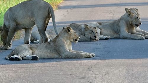 Lovley Lions close to Kruger Tablets in Kruger National Park on a private morning safari. 

@pksafaris

Day game drives can b...