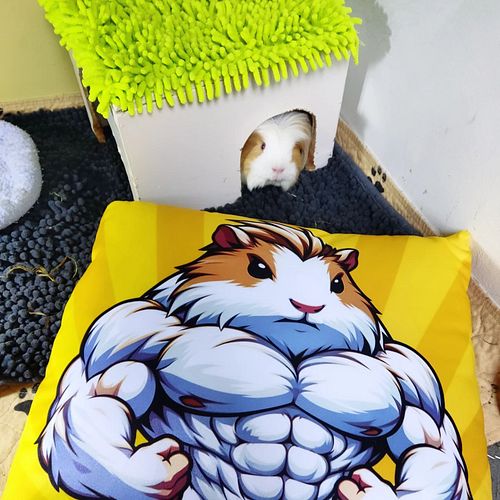 Hi, this is Obi. Baasje did a weird thing again... 😮‍💨
She made a pillow of me being very buff. And also got someone to make ...