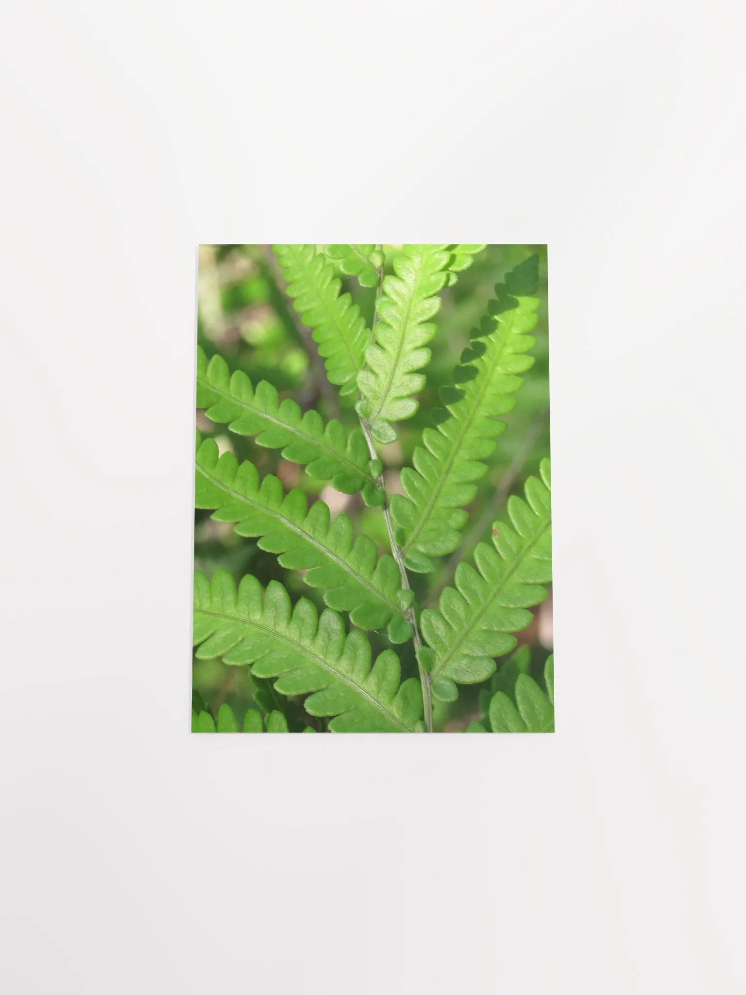 Florida Fern product image (54)