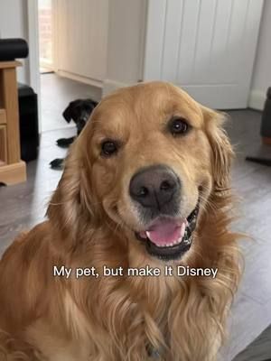 Making my Golden retriever a Disney character #fyp #ai #aifilter #capcut #dog #disney 
