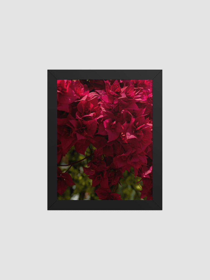 Bougainvillea Framed photography Poster product image (2)