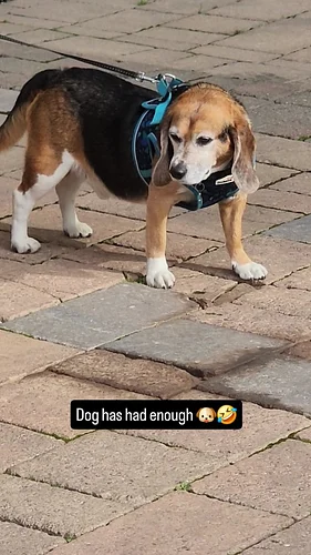 This Dog Has Had ENOUGH of the Fairground Organ 🎠🐶

A street performer plays a loud fairground organ — but his poor dog looks...