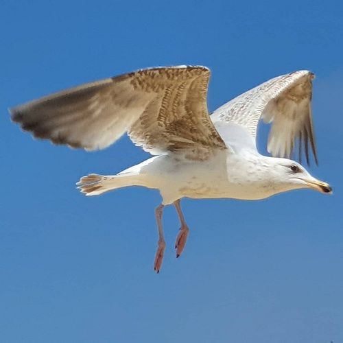 Seagul
#seagull #southwold #suffolk #beach #beachlife #suffolkcoast #summer