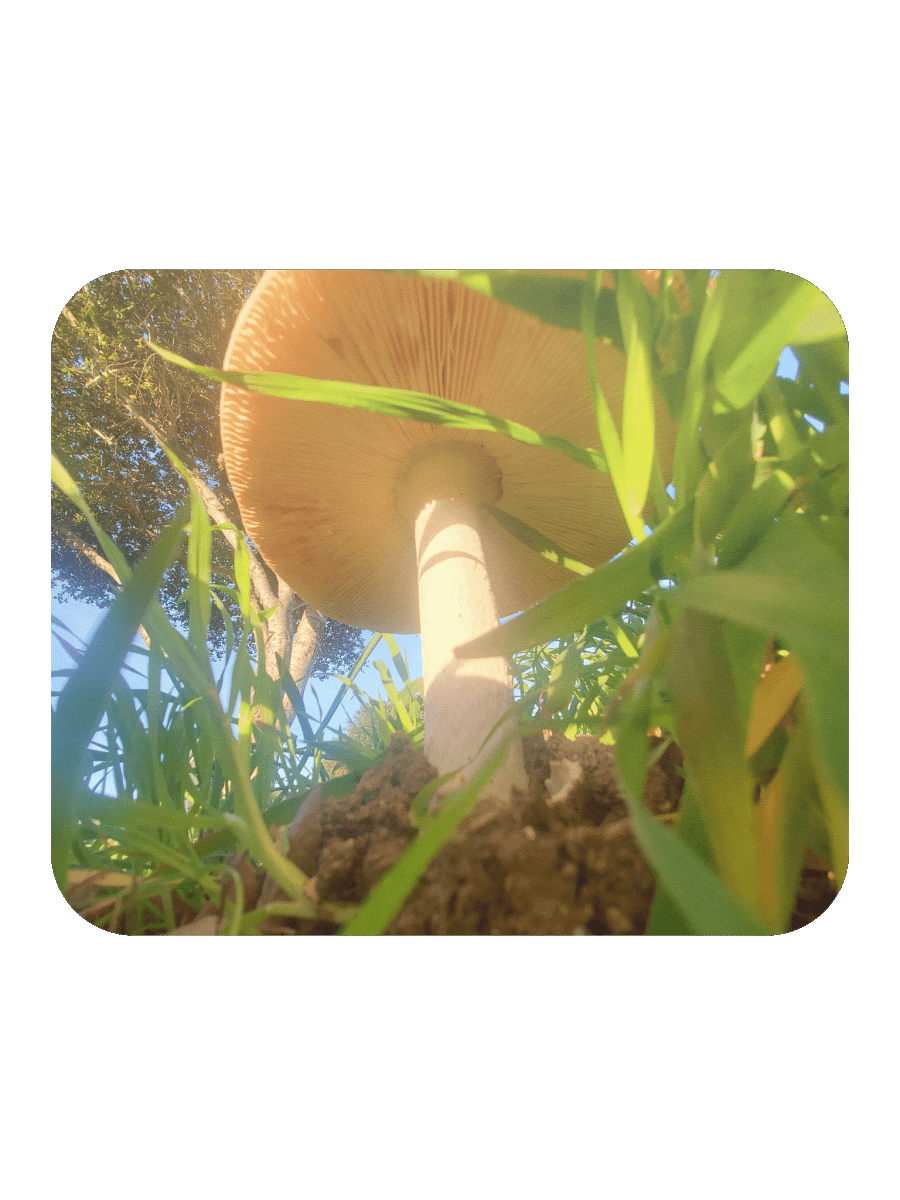 Sunlit Mushroom Mouse Pad product image (2)