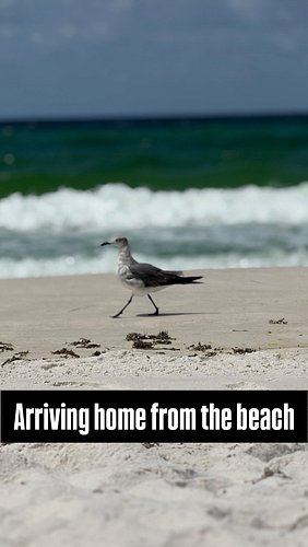 Y’all get ready, mom is home! 🏖️ 

That little yelping dog in the background is Mars stuck on the sofa! Yeah, my Cane Corso a...