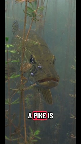 PIKE BIOLOGY: The Endless Tooth Cycle. 
#pikefishing #lurefishing #fishing #fishingvideos #fishingreels