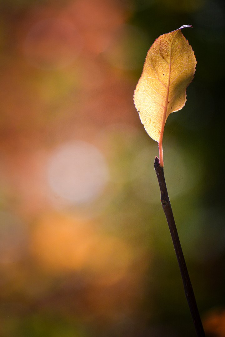 Stand Alone. product image (2)