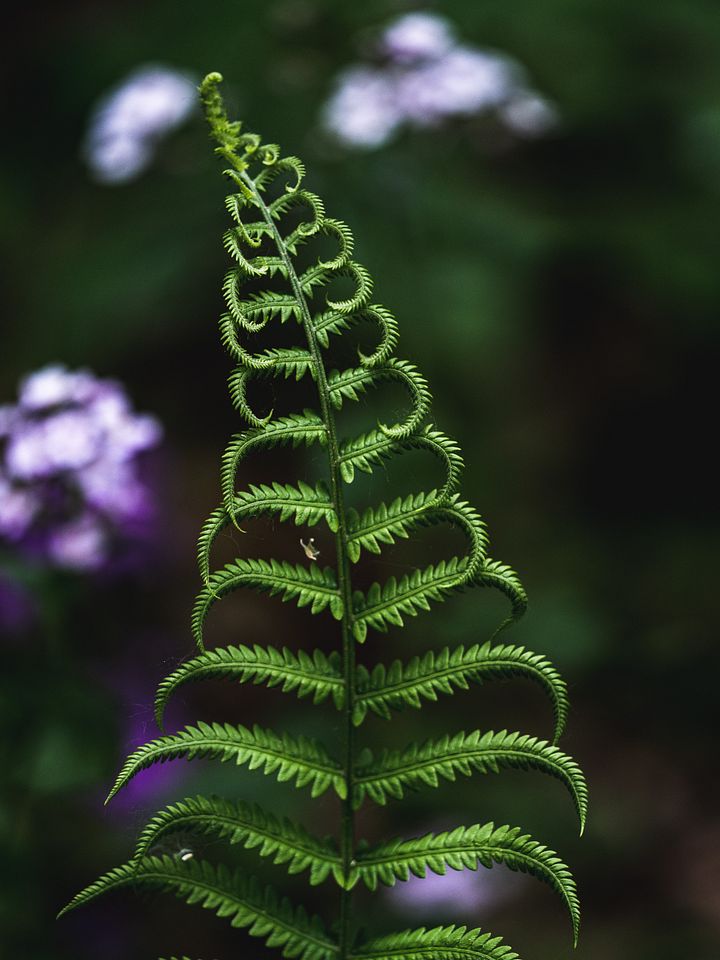 Ferns & Flowers product image (1)