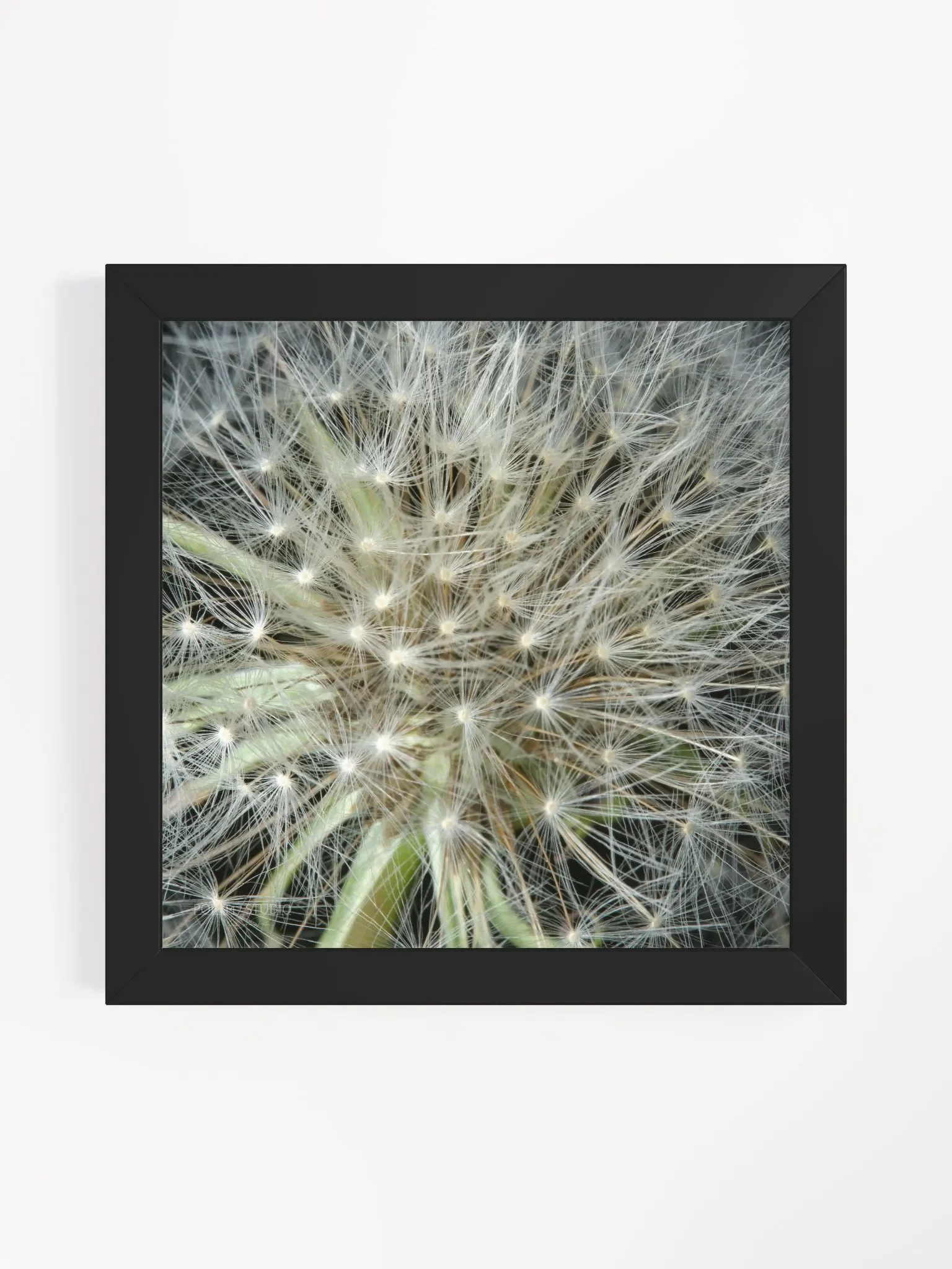Dandelion #3 - Framed Print product image (1)