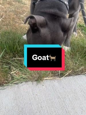 Am a goat🐐 #dog #doglife #mysunshine #havanese #havanesedog #havaneseoftiktok #havaneselove #havaneseofinstagram #fyp #foryou #doglover #lovedogs #happydog #ハバニーズ #いぬのいる暮らし #犬のいる暮らし #いぬとっく #tiktokviral #challenge #goofy #sillypuppy #crazydog #winning #selfplay #playingwithmyself #funnydog #funnydogvideos #funnydogs #funnyvideo #funnyvideos #dog #lovedog #fyp #dogtok #doglover #dogtoktik #dogtoker #boy #girl #iamsopretty #mylife #life #dogsoftiktok #doggo #pitbull #pitbulldog #pitbullsoftiktok #dogsoftiktok #funnymoments #funnyy #funnytiktok #funnymemes #funnydoggo #funnyanimals #dogmom #ピットブル #いぬ 