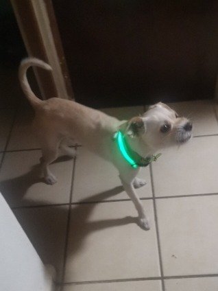 LED Rechargable Pet Collar product image (11)