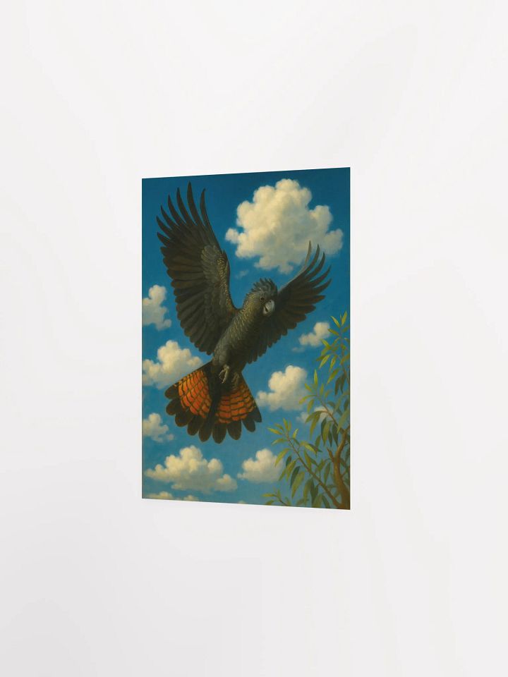 Red tailed black cockatoo. product image (4)