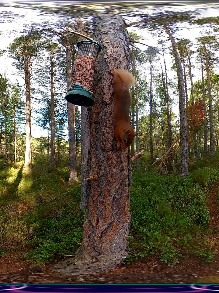 Scottish Treasure "Red Squirrel" Moment product image (1)